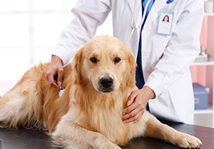 Pet disease detection kit